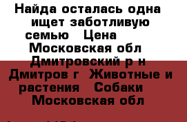 Найда осталась одна, ищет заботливую семью › Цена ­ 100 - Московская обл., Дмитровский р-н, Дмитров г. Животные и растения » Собаки   . Московская обл.